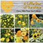 Cheery Little Box of Sunshine Yellow Flower Seed Collection - 6 Varieties