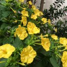 Yellow Four O'Clocks Gold Gem Mirabilis jalapa - 30 Seeds