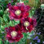Brilliant Drama Queen Poppy Papaver hybridum Laciniatum - 80 Seeds