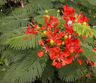 Royal Poinciana Flamboyant  Red Flame Tree Delonix regia - 8 Seeds