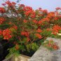 Royal Poinciana Flamboyant  Red Flame Tree Delonix regia - 8 Seeds