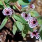 Rare Calico Painted Monkeyflower Diplacus Mimulus pictus - 25 Seeds