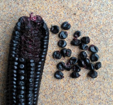 Bulk Rare Organic Heirloom Peruvian Corn Purple Maize Choclo Morado Corn Zea mays var. - 250 Seeds