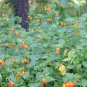 Wild Orange Spotted Jewelweed  Balsam Impatiens capensis - 20 Seeds