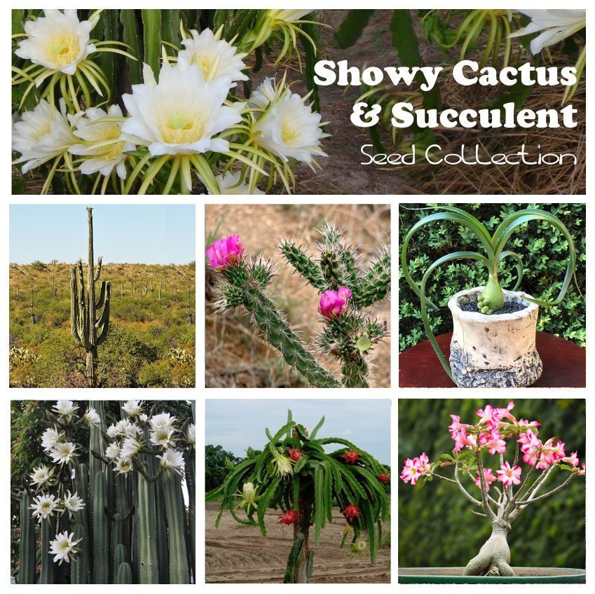 Cactus and Exotic Succulent Seed Collection 6 Varieties