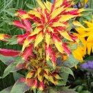 Variegated Fire Amaranth Joseph's Coat Red Yellow Amaranthus tricolor perfecta - 100 Seeds