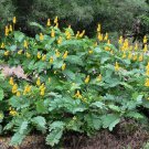 Candelabra Candlestick Flower Cassia Senna Alata - 1 Live Plant
