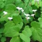 Wild Native White Northern Inside-Out Flower Vancouveria hexandra - 25 Seeds