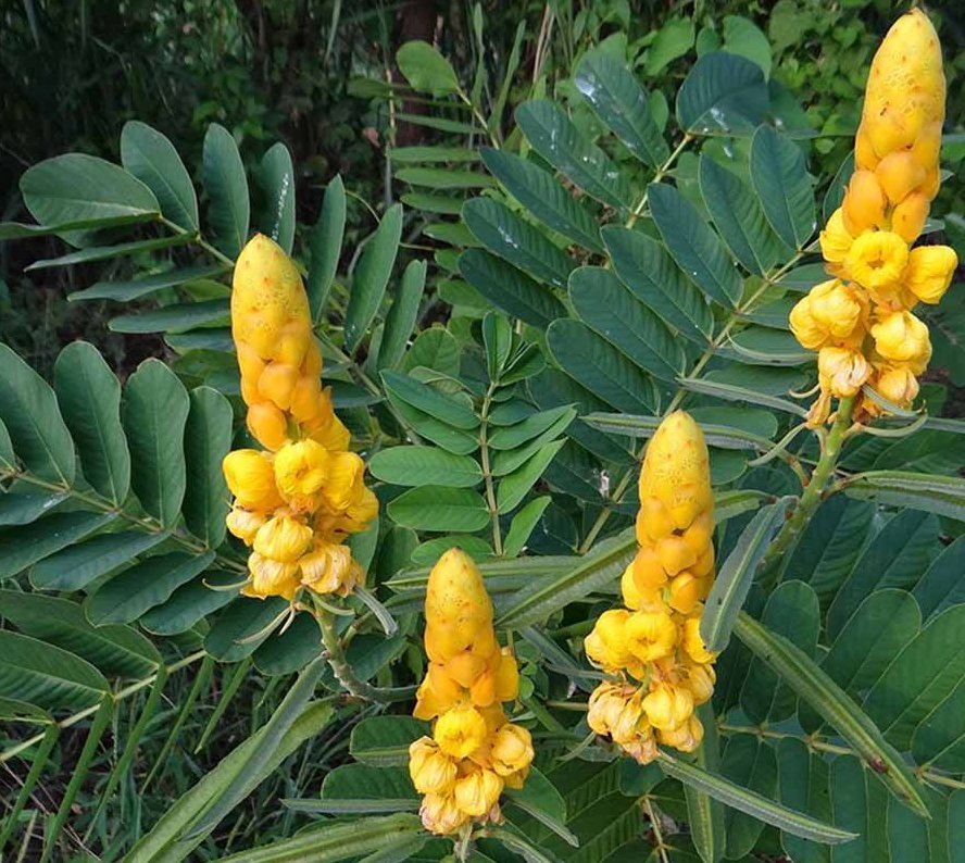 Candelabra Candlestick Bush Ringworm Herb Cassia Senna Alata 12 Seeds