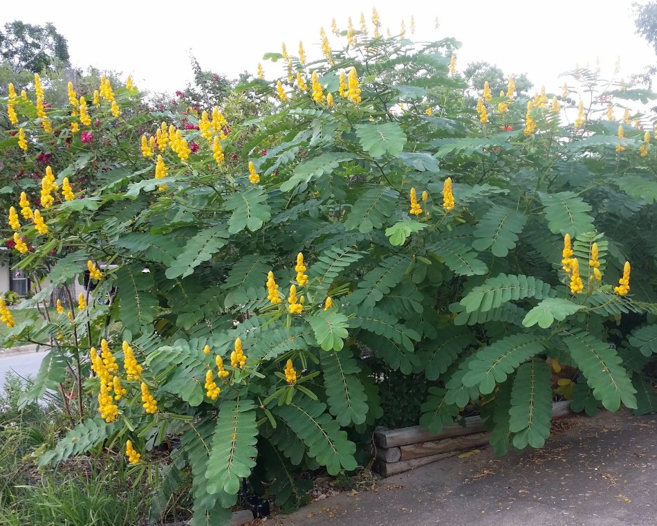 Candelabra Candlestick Flower Cassia Senna Alata 12 Seeds 