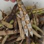 Organic Jicama Mexican Potato Pachyrhizus Erosus - 30 Seeds