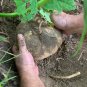 Organic Jicama Mexican Potato Pachyrhizus Erosus - 30 Seeds