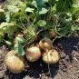 Organic Jicama Mexican Potato Pachyrhizus Erosus - 30 Seeds