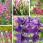 Colorful Painted Horminum Sage Salvia Viridis - 80 Seeds