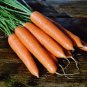 French Heirloom St. Valery Carrot Carota dauca â�� 100 Seeds