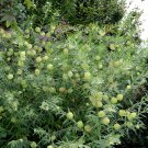 Unusual Balloon Milkweed Asclepias Perennial Gomphocarpus physocarpus - 20 Seeds