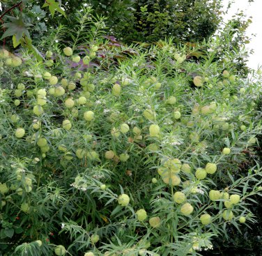 Unusual Balloon Milkweed Asclepias Perennial Gomphocarpus physocarpus - 20 Seeds