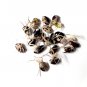 Vaquero Heirloom Busch Beans Organic Phaseolus vulgaris - 50 Seeds