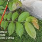 Unrooted Cuttings! Rare Rangoon Creeper Fructus Quisqualis indica Combretum indicum tricolor