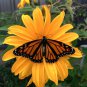 Cuttings! Magnificent Tree Marigold Tithonia Diversifolia - 10 Unrooted Cuttings
