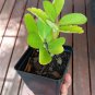 Leaf Of Life Medicinal Bryophyllum Kalanchoe - 1 Live Plant