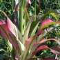 Variegated Ornamental Japanese Corn Japonica Striped Maize Zea mays - 40 Seeds