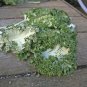 Emerald Ice Showy Kale Brassica oleracea Acephala - 30 Seeds