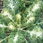 Emerald Ice Showy Kale Brassica oleracea Acephala - 30 Seeds
