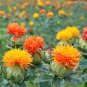 Organic Orange Heirloom Safflower Carthamus Tinctorius - 200 Seeds