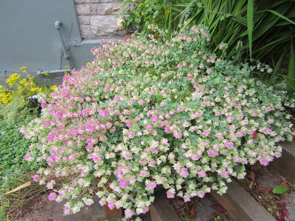 Ornamental Kirigami Oregano Origanum rotundifolium - 15 Seeds