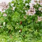 Organic Herb Sweet Majoram Origanum majorana - 100 Seeds