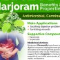 Organic Kitchen Herb Sweet Majoram Origanum majorana - 100 Seeds
