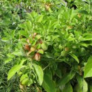Medicinal Herb Organic Ashwagandha Withania somnifera - 50 Seeds