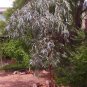 Rare Silver Princess Gungurru Flowering Eucalyptus caesia - 30 seeds