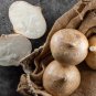 Organic Jicama Mexican Potato Pachyrhizus Erosus - 30 Seeds