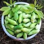 Peruvian Slipper Gourd Achocha Caigua Cyclanthera pedata - 10 Seeds