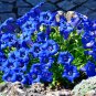 Blue True Alpine Enzian Gentian Gentiana acaulis - 40 Seeds