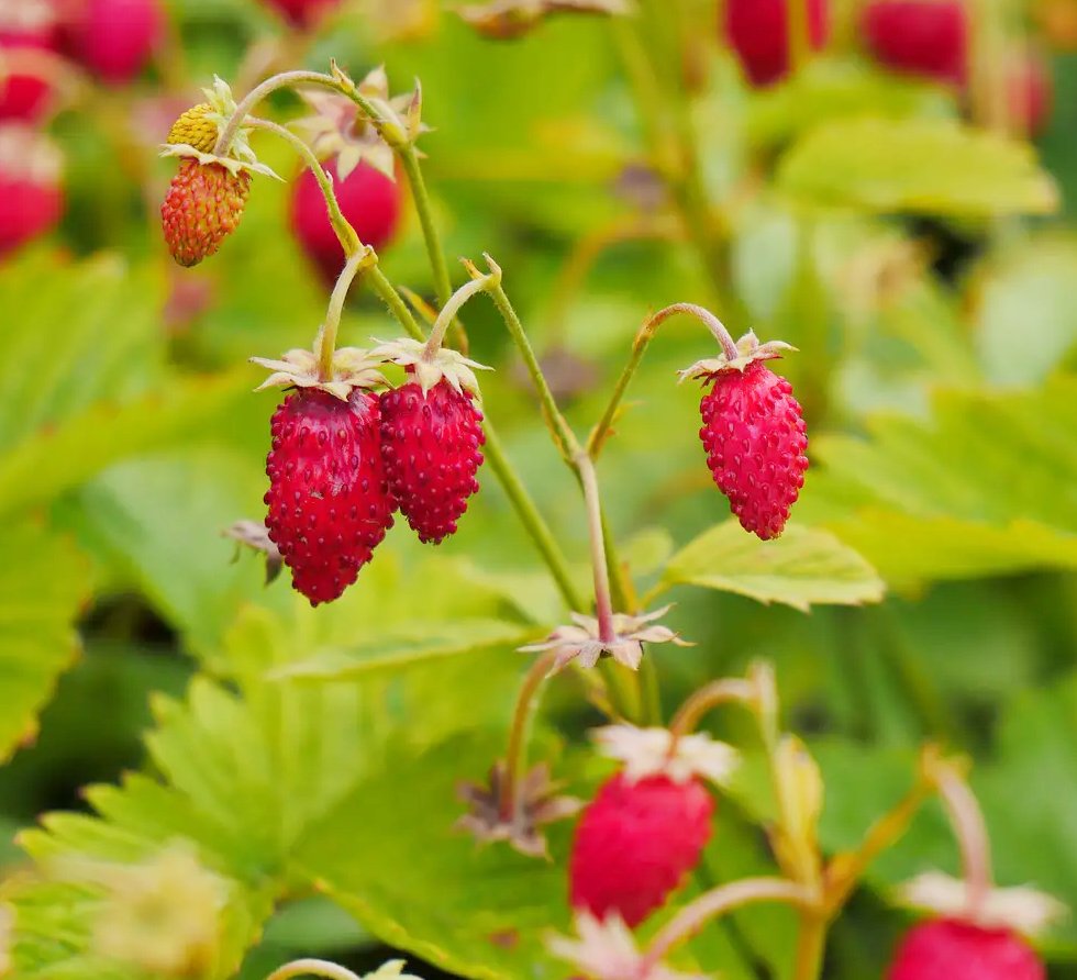 Heirloom Red Strawberry Plant Fragaria vesca Ruegen - 40 Seeds