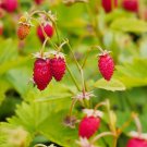 Heirloom Red Strawberry Plant Fragaria vesca Ruegen - 40 Seeds