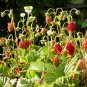 Heirloom Red Strawberry Plant Fragaria vesca Ruegen - 40 Seeds