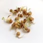 Organic European Brown Lentil Lens culinaris - 200 Seeds