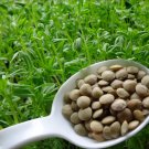 Sale! Organic European Brown Lentil Lens culinaris 2 for 1 - 200 Seeds