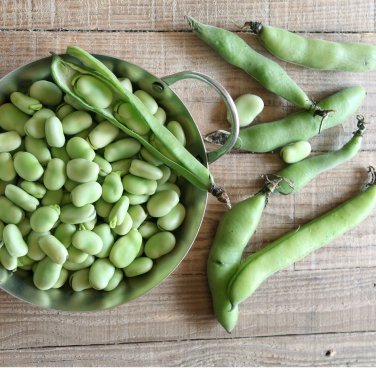 Sale! Italian Heirloom Fava Broad Bean Vicia faba 2 for 1 - 30 Seeds