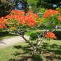 Royal Poinciana Flamboyant  Red Flame Tree Delonix regia - Live Starter Plant
