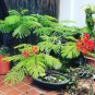 Royal Poinciana Flamboyant  Red Flame Tree Delonix regia - Live Starter Plant