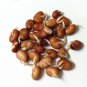 Sale! Italian Heirloom Fava Broad Bean Vicia faba 2 for 1 - 30 Seeds