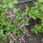 Organic Mexican Cinnamon Basil Ocimum basilicum cinnamon - 50 Seeds