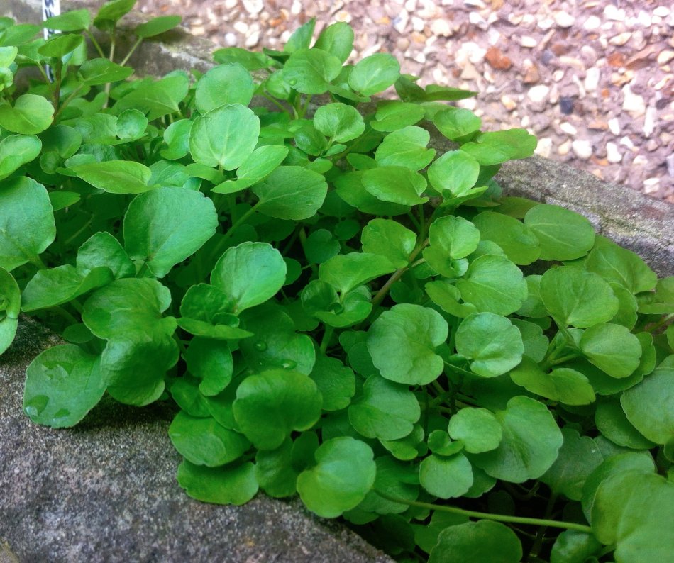 Organic Perennial Watercress Nasturtium officinale - 200 Seeds