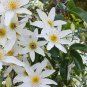 Rare New Zealand Clematis Bridal Veil Clematis paniculata - 10 Seeds