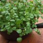 Organic Perennial Watercress Nasturtium officinale - 200 Seeds